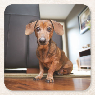 Kutest Baby Animals   Mini Dachshund Puppy Kartonnen Onderzetters