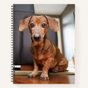 Kutest Baby Animals Mini Dachshund Puppy Notitieboek