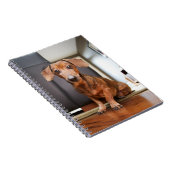 Kutest Baby Animals | Mini Dachshund Puppy Notitieboek (Rechterzijde)