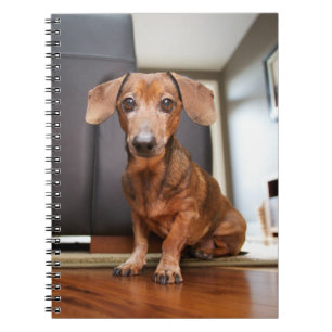 Kutest Baby Animals   Mini Dachshund Puppy Notitieboek