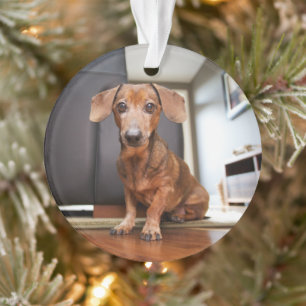 Kutest Baby Animals Mini Dachshund Puppy Ornament