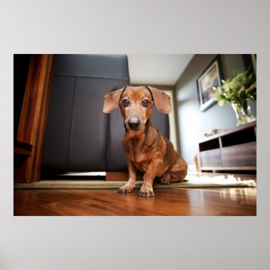 Kutest Baby Animals | Mini Dachshund Puppy Poster (Voorkant)