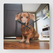 Kutest Baby Animals | Mini Dachshund Puppy Vierkante Klok (Voorkant)