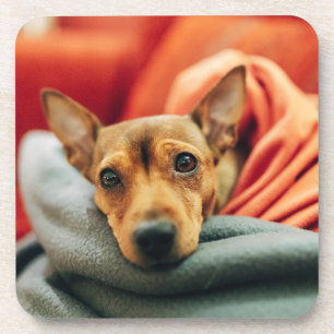 Kutest Baby Animals   Miniatuur Pinscher Bier Onderzetter