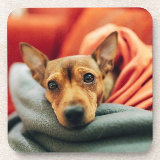 Kutest Baby Animals | Miniatuur Pinscher Bier Onderzetter (Voorkant)