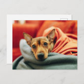 Kutest Baby Animals | Miniatuur Pinscher Briefkaart (Voorkant / Achterkant)