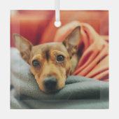 Kutest Baby Animals | Miniatuur Pinscher Glas Ornament (Voorkant)