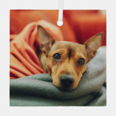 Kutest Baby Animals | Miniatuur Pinscher Glas Ornament (Achterkant)