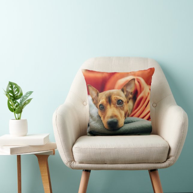 Kutest Baby Animals | Miniatuur Pinscher Kussen (Stoel)