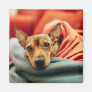 Kutest Baby Animals Miniatuur Pinscher Magneet