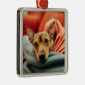 Kutest Baby Animals | Miniatuur Pinscher Metalen Ornament (Rechts)