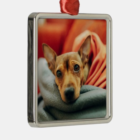 Kutest Baby Animals | Miniatuur Pinscher Metalen Ornament (Rechts)