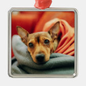 Kutest Baby Animals | Miniatuur Pinscher Metalen Ornament (Voorkant)