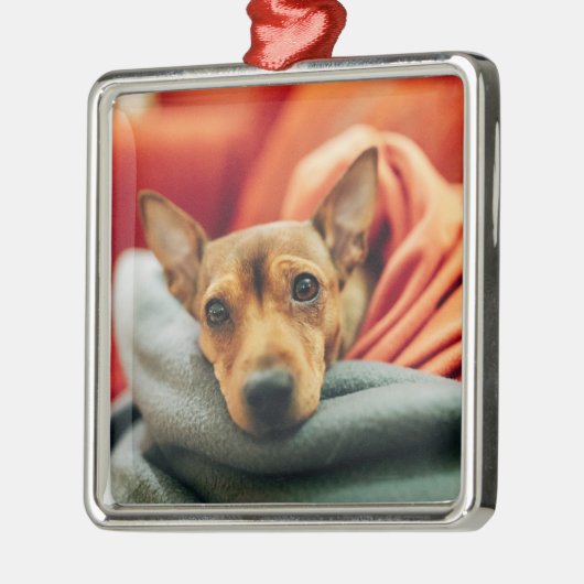 Kutest Baby Animals | Miniatuur Pinscher Metalen Ornament (Links)