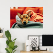 Kutest Baby Animals | Miniatuur Pinscher Poster (Thuiskantoor)