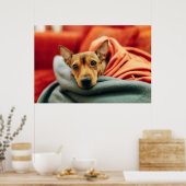 Kutest Baby Animals | Miniatuur Pinscher Poster (Keuken)