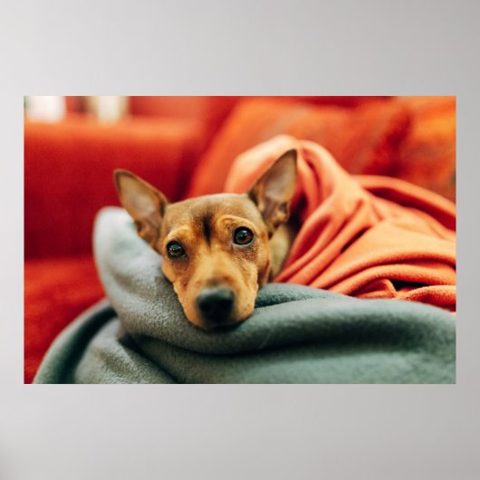 Kutest Baby Animals | Miniatuur Pinscher Poster (Voorkant)