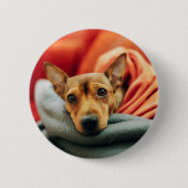 Kutest Baby Animals | Miniatuur Pinscher Ronde Button 5,7 Cm (Voorkant)