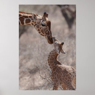 Kutest Baby Animals   Moeder en Baby Giraffe Poster