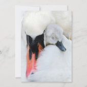 Kutest Baby Animals | Moeder en Baby Stomme Swan Bedankkaart (Voorkant)