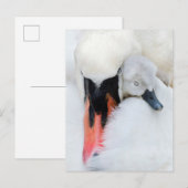 Kutest Baby Animals | Moeder en Baby Stomme Swan Briefkaart (Voorkant / Achterkant)