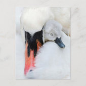 Kutest Baby Animals | Moeder en Baby Stomme Swan Briefkaart (Voorkant)