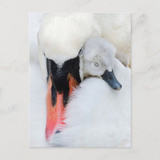 Kutest Baby Animals | Moeder en Baby Stomme Swan Briefkaart (Voorkant)