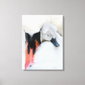 Kutest Baby Animals | Moeder en Baby Stomme Swan Canvas Afdruk (Voorkant)