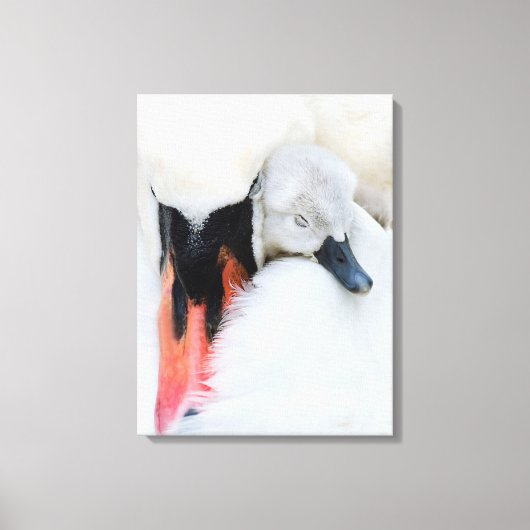 Kutest Baby Animals | Moeder en Baby Stomme Swan Canvas Afdruk (Voorkant)