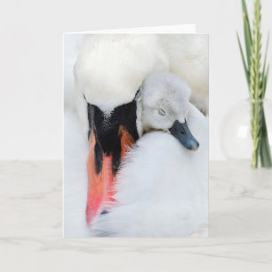 Kutest Baby Animals   Moeder en Baby Stomme Swan Kaart