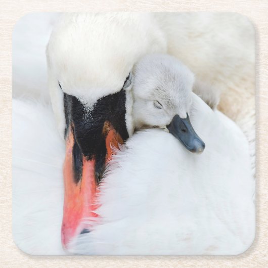 Kutest Baby Animals | Moeder en Baby Stomme Swan Kartonnen Onderzetters (Voorkant)