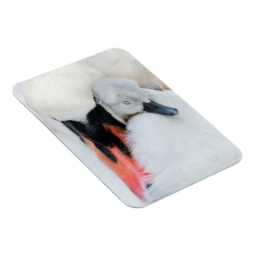 Kutest Baby Animals | Moeder en Baby Stomme Swan Magneet (Rechterzijde)