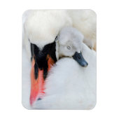Kutest Baby Animals | Moeder en Baby Stomme Swan Magneet (Verticaal)
