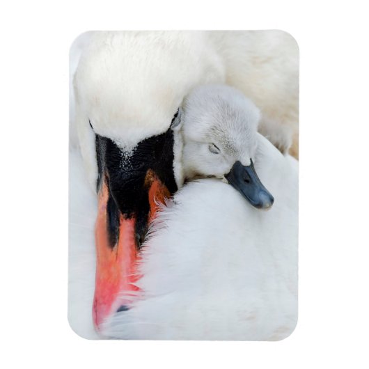 Kutest Baby Animals | Moeder en Baby Stomme Swan Magneet (Verticaal)