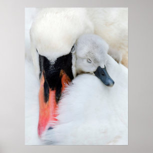 Kutest Baby Animals Moeder en Baby Stomme Swan Poster