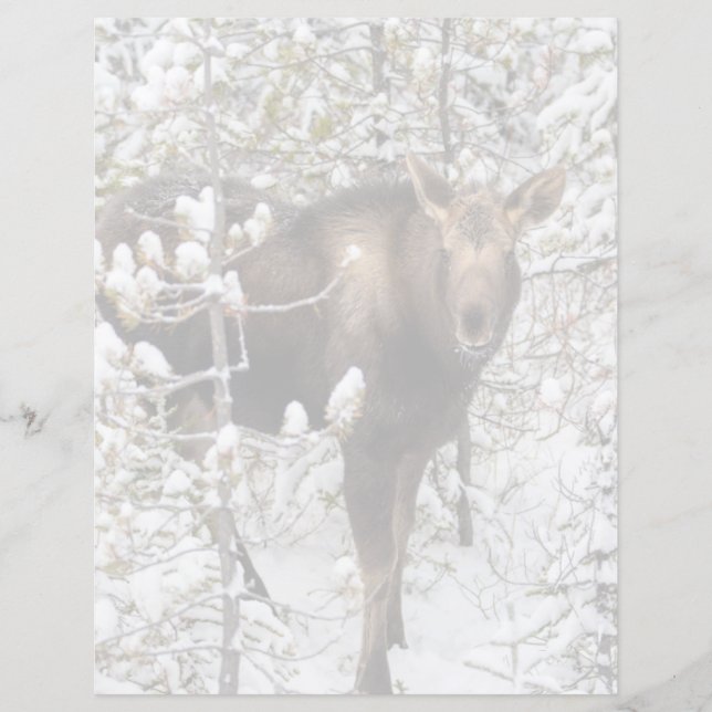 Kutest Baby Animals | Moose Calf (Voorkant)