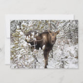 Kutest Baby Animals | Moose Calf Bedankkaart (Voorkant)