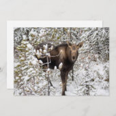 Kutest Baby Animals | Moose Calf Bedankkaart (Voorkant / Achterkant)