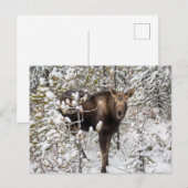 Kutest Baby Animals | Moose Calf Briefkaart (Voorkant / Achterkant)