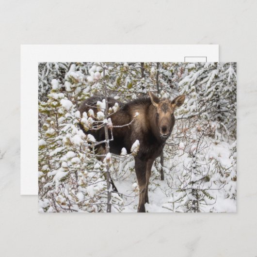 Kutest Baby Animals | Moose Calf Briefkaart (Voorkant / Achterkant)