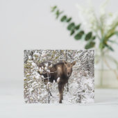 Kutest Baby Animals | Moose Calf Briefkaart (Staand voorkant)