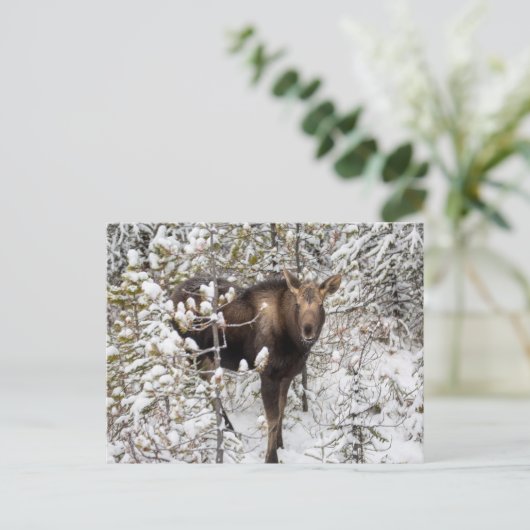 Kutest Baby Animals | Moose Calf Briefkaart (Staand voorkant)