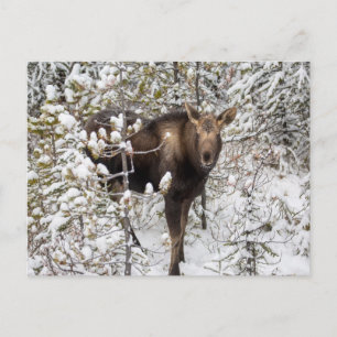 Kutest Baby Animals   Moose Calf Briefkaart