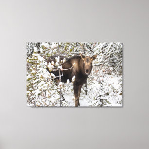 Kutest Baby Animals Moose Calf Canvas Afdruk