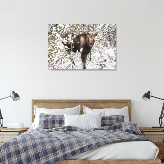Kutest Baby Animals | Moose Calf Canvas Afdruk (Insitu (Slaapkamer))