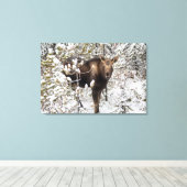 Kutest Baby Animals | Moose Calf Canvas Afdruk (Insitu (Houten vloer))