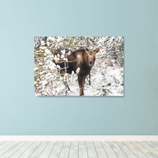 Kutest Baby Animals | Moose Calf Canvas Afdruk (Insitu (Houten vloer))