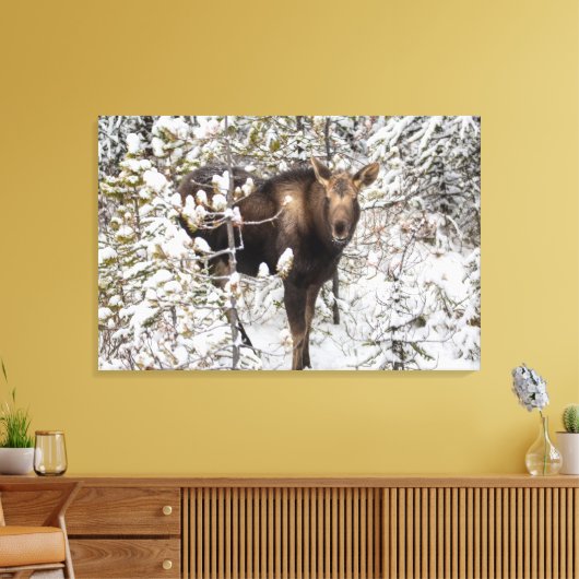 Kutest Baby Animals | Moose Calf Canvas Afdruk (Insitu (Woonkamer))