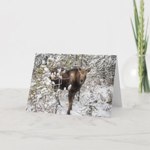 Kutest Baby Animals   Moose Calf Kaart