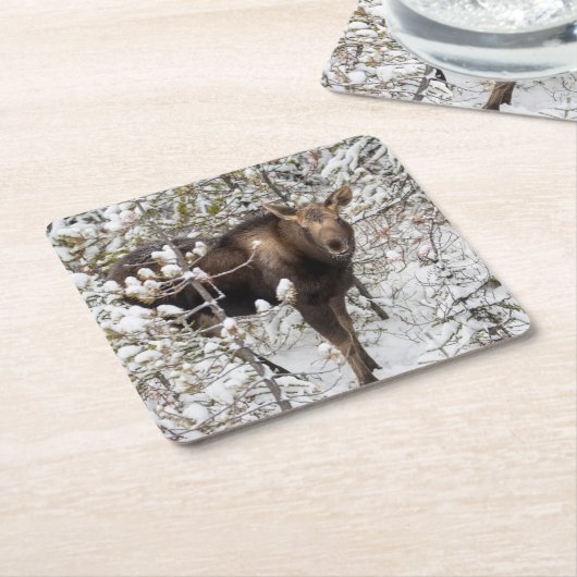 Kutest Baby Animals | Moose Calf Kartonnen Onderzetters (Schuin)